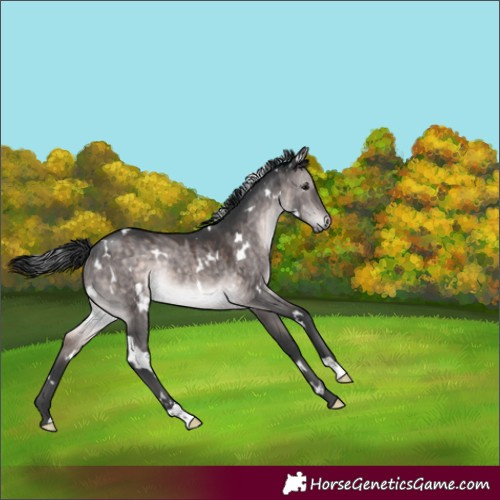 Horse Color:Platinum White Spotted Brown Dun Rabicano 