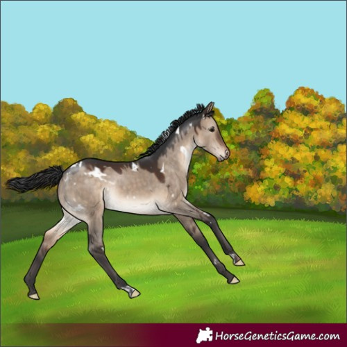 Horse Color:White Spotted Brown Dun Rabicano
