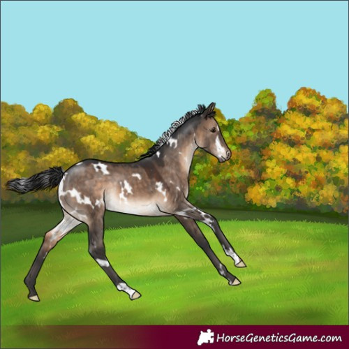 Horse Color:White Spotted Brown Dun Rabicano