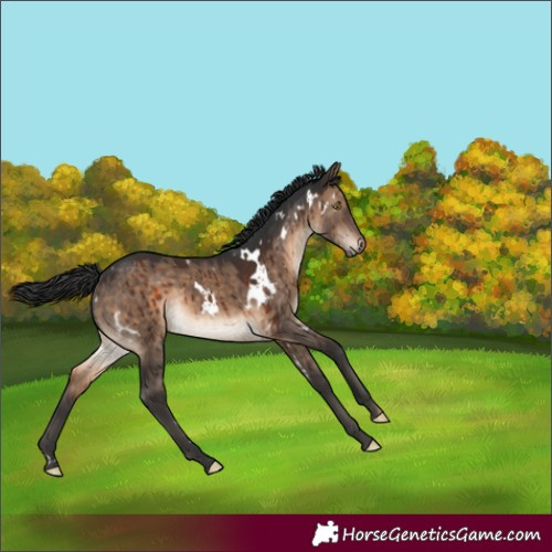 Horse Color:White Spotted Brown Dun Rabicano Brindle 