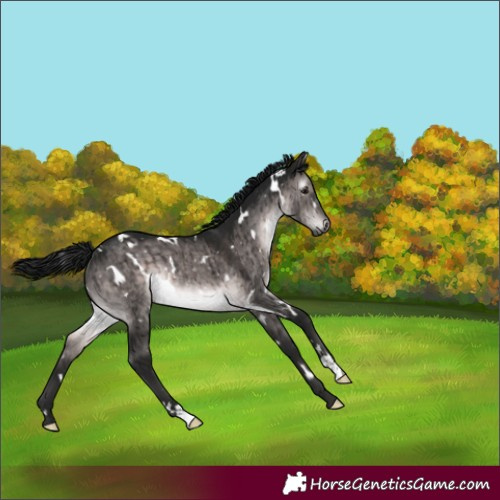 Horse Color:Gray Platinum White Spotted Brown Dun Rabicano Brindle 