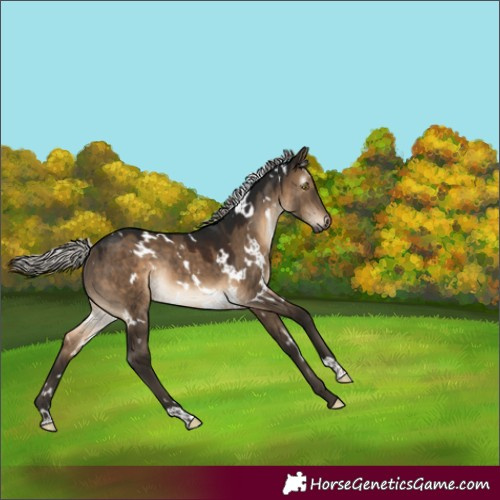 Horse Color:Gray White Spotted Silver Brown Dun Rabicano 