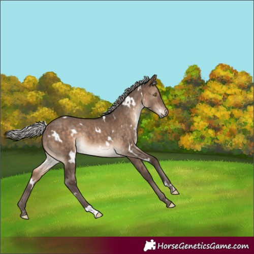 Horse Color:White Spotted Silver Brown Dun Rabicano Brindle