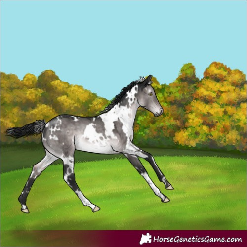 Horse Color:Gray Platinum White Spotted Brown Dun Rabicano