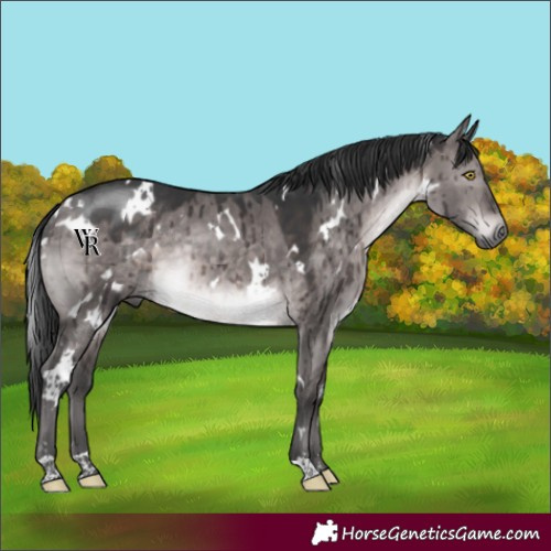 Horse Color:Platinum White Spotted Brown Dun Rabicano Brindle