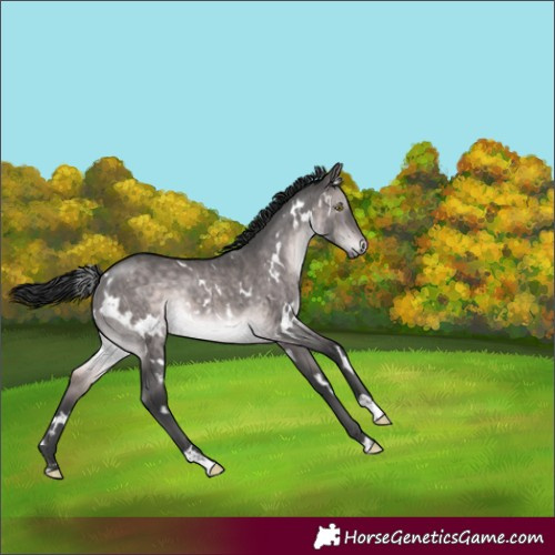 Horse Color:Platinum White Spotted Brown Dun Rabicano Brindle