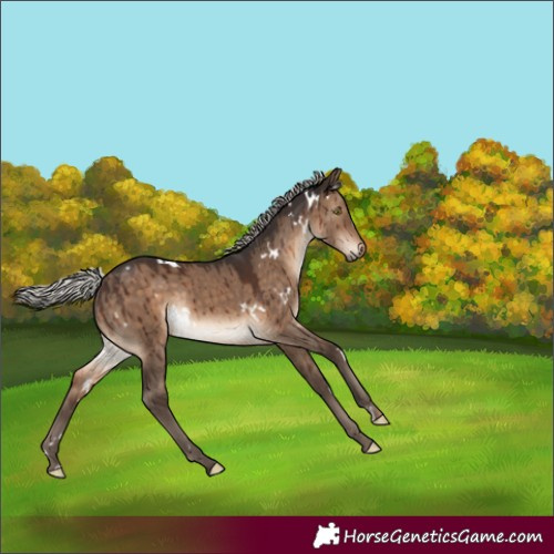 Horse Color:White Spotted Silver Brown Dun Rabicano Brindle