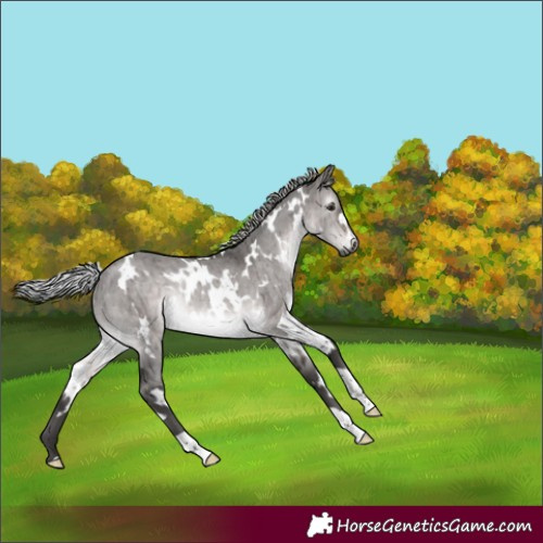 Horse Color:Gray Platinum White Spotted Silver Brown Dun Rabicano Brindle 