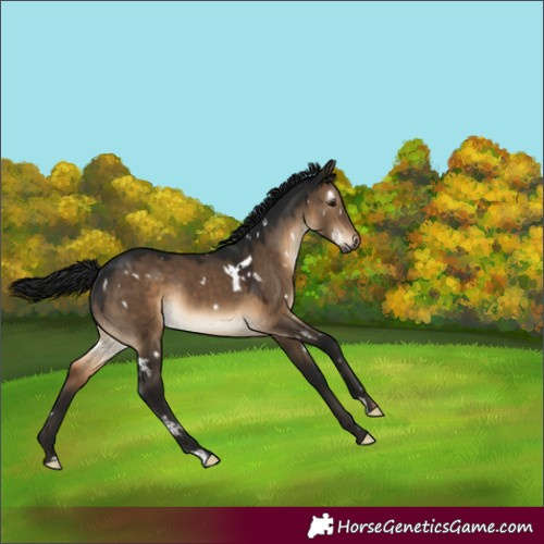 Horse Color:Gray White Spotted Brown Dun Rabicano 