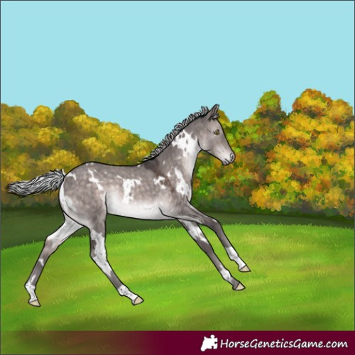 Horse Color:Platinum White Spotted Silver Brown Dun Rabicano 