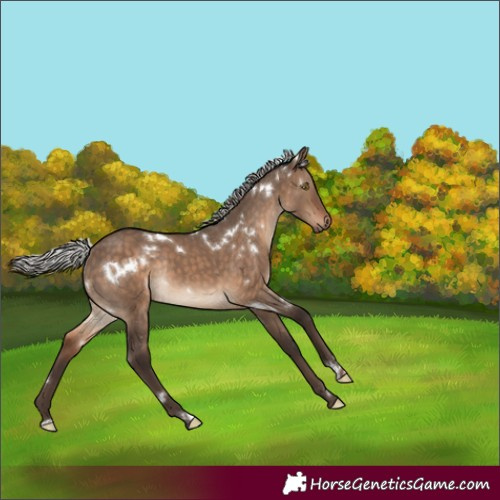 Horse Color:White Spotted Silver Brown Dun Rabicano 