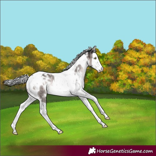 Horse Color:Platinum White Spotted Silver Brown Dun Splash Tobiano Rabicano Brindle 