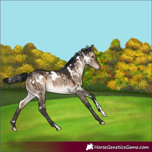 Horse Color:White Spotted Brown Dun Rabicano Brindle