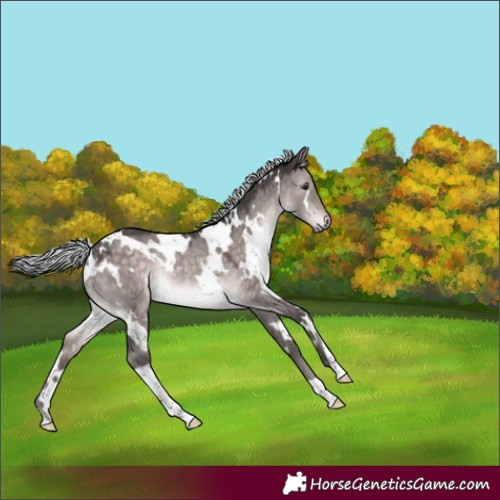 Horse Color:Platinum White Spotted Silver Brown Dun Rabicano 