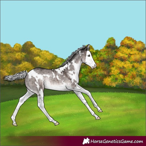 Horse Color:Platinum White Spotted Silver Brown Dun Splash Rabicano Brindle