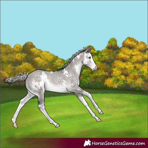 Horse Color:Platinum White Spotted Silver Brown Dun Splash Rabicano 