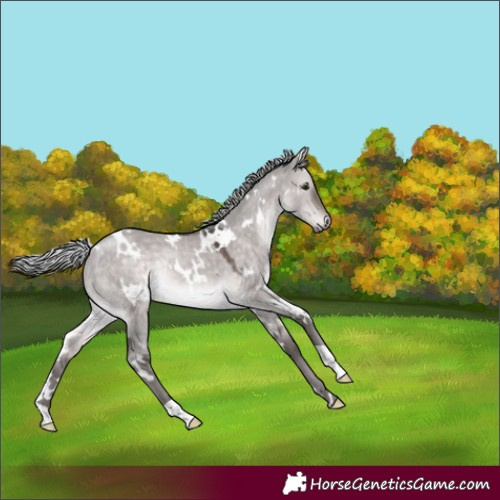 Horse Color:Platinum White Spotted Silver Brown Dun Rabicano 