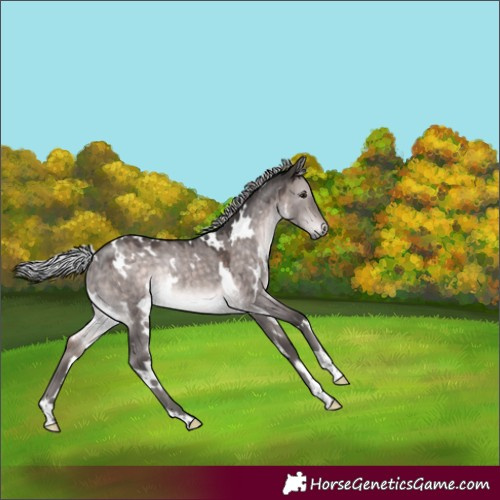 Horse Color:Platinum White Spotted Silver Brown Dun Rabicano 