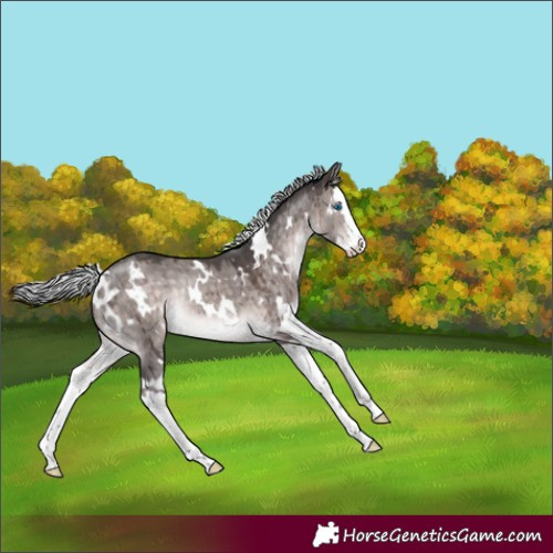 Horse Color:Platinum White Spotted Silver Brown Dun Splash Rabicano Brindle