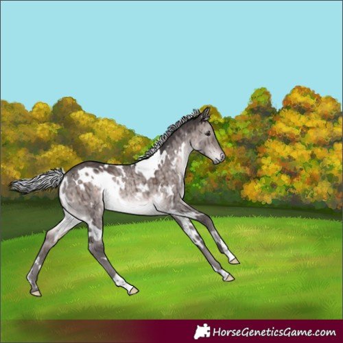 Horse Color:Platinum White Spotted Silver Brown Dun Rabicano Brindle