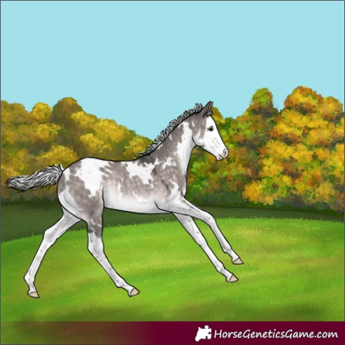Horse Color:Platinum White Spotted Silver Brown Dun Splash Rabicano 