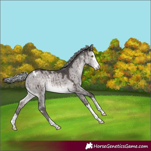 Horse Color:Platinum White Spotted Silver Brown Dun Splash Rabicano Brindle
