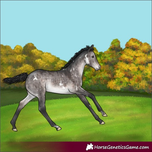 Horse Color:Platinum White Spotted Brown Dun Rabicano Brindle 