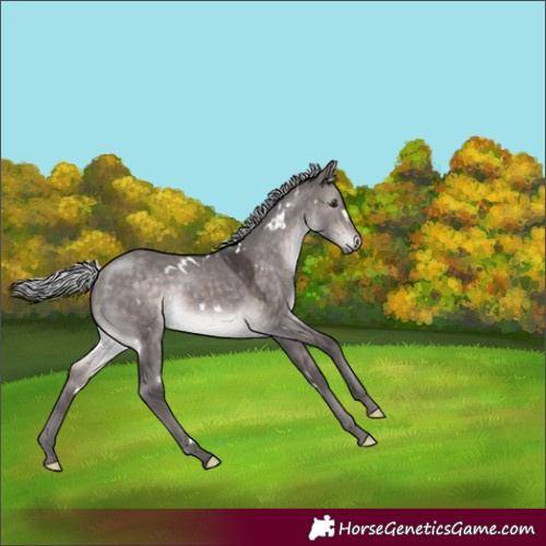 Horse Color:Platinum White Spotted Silver Brown Dun Rabicano 