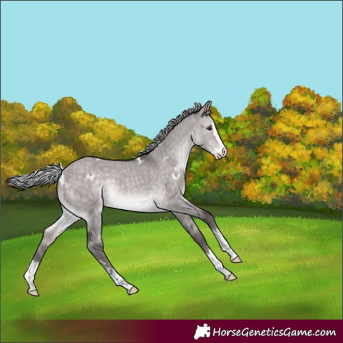 Horse Color:Platinum White Spotted Silver Brown Dun Splash Rabicano 