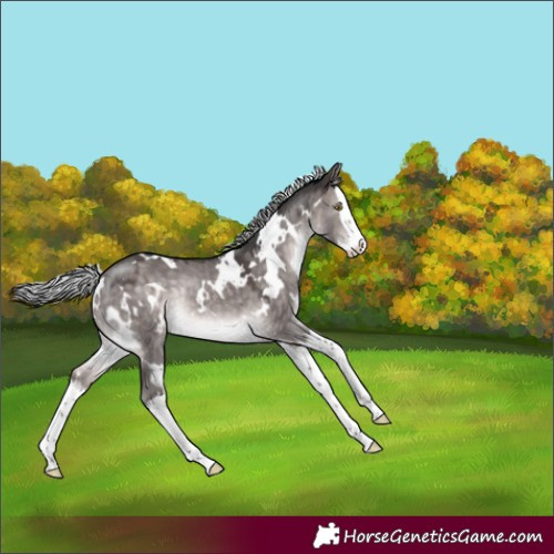 Horse Color:Platinum White Spotted Silver Brown Dun Splash Rabicano 