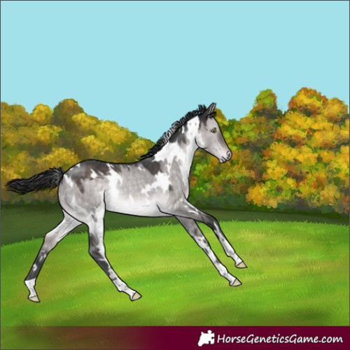 Horse Color:Platinum White Spotted Brown Dun Rabicano 