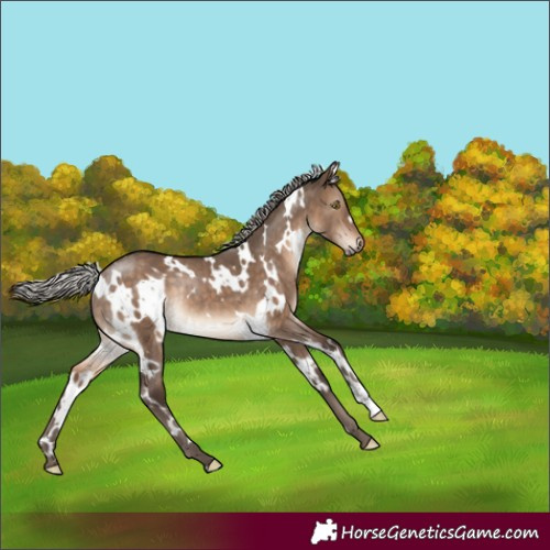 Horse Color:White Spotted Silver Brown Dun Rabicano 