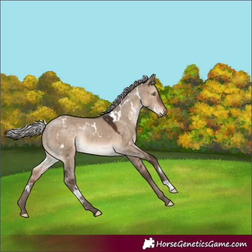 Horse Color:White Spotted Silver Brown Dun Rabicano