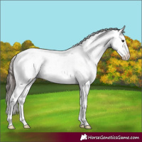 Horse Color:Brown Sabino Varnish 