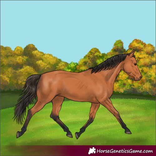 Horse Color:Bay 