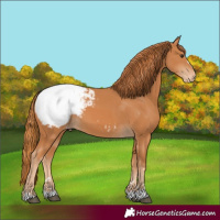 Horse Color:Chestnut Snowcap