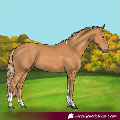 Horse Color:Chestnut Tobiano 
