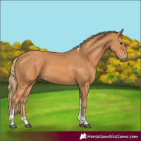 Horse Color:Chestnut Tobiano