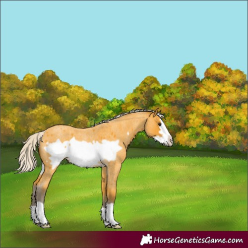 Horse Color:Silver Buckskin Roan Frame 