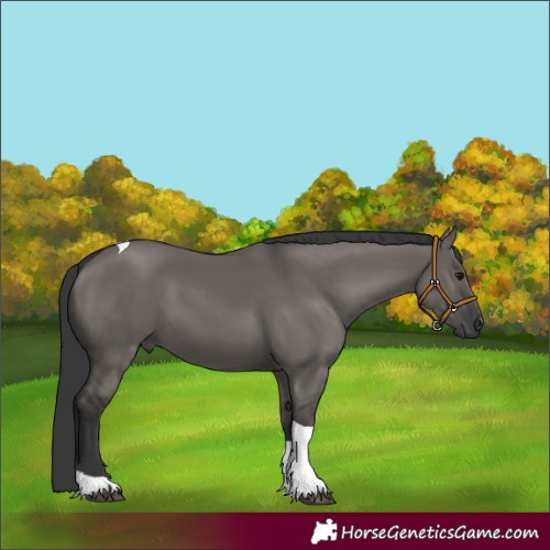 Horse Color:Grullo Tobiano