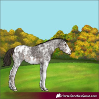 Horse Color:Liver Chestnut Ice Sabino Appaloosa