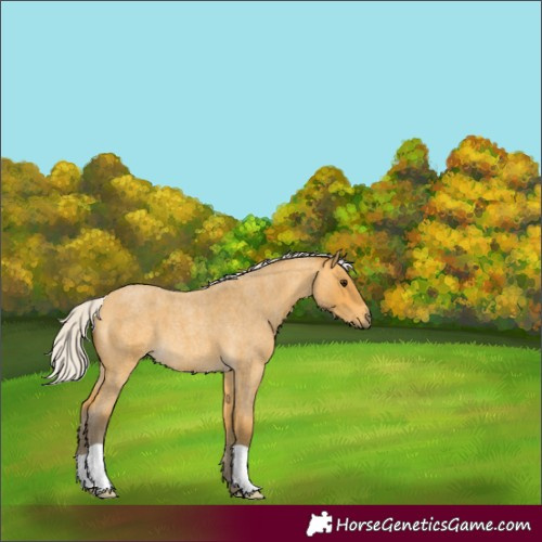 Horse Color:Silver Buckskin Roan 