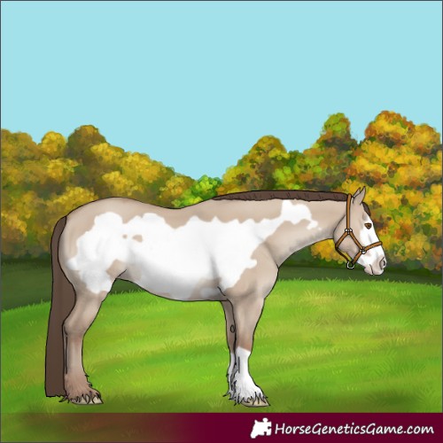 Horse Color:Classic Champagne Dun Frame 