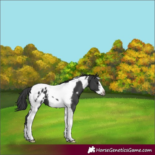 Horse Color:Black Tobiano Frame Appaloosa 