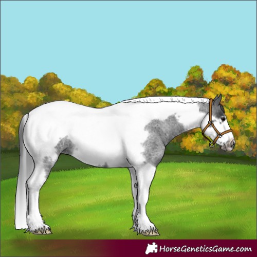 Horse Color:Blue Roan Tobiano Frame 