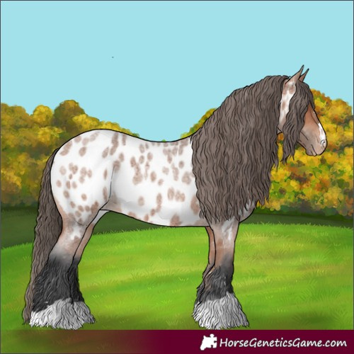 Horse Color:Bay Roan Appaloosa 