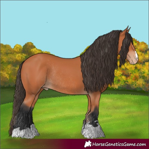 Horse Color:Bay Appaloosa Rabicano 