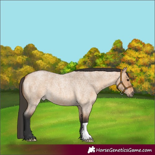 Horse Color:Bay Roan Dun 