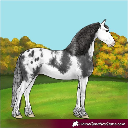 Horse Color:Black Sabino Splash Appaloosa