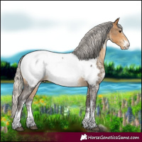 Horse Color:Silver Buckskin Sabino Appaloosa Rabicano 
